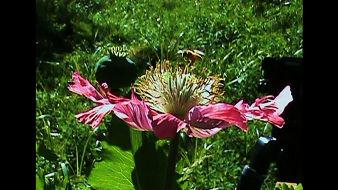 How to Grow Poppies