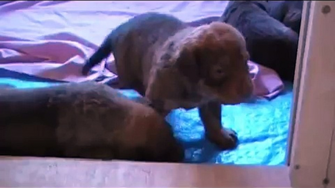 Chesapeake Bay Retriever Puppies