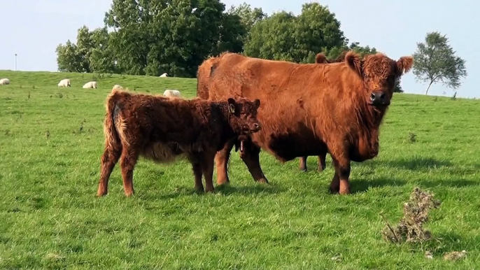 Galloway Cattle