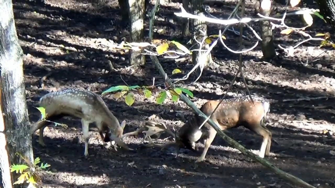 Combattimento daini - Fellow deer fight - Parco dell'Antola HD