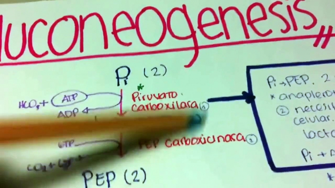 Gluconeogenesis