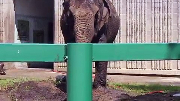 Lucy the Elephant - Edmonton Valley Zoo