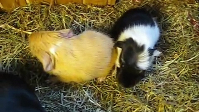 Guinea pig babies