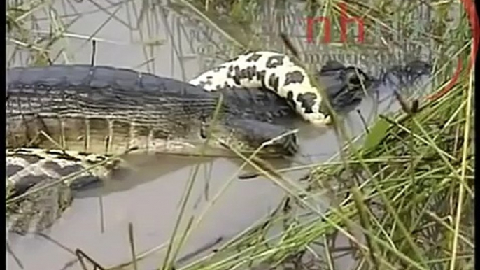 Python vs crocodile