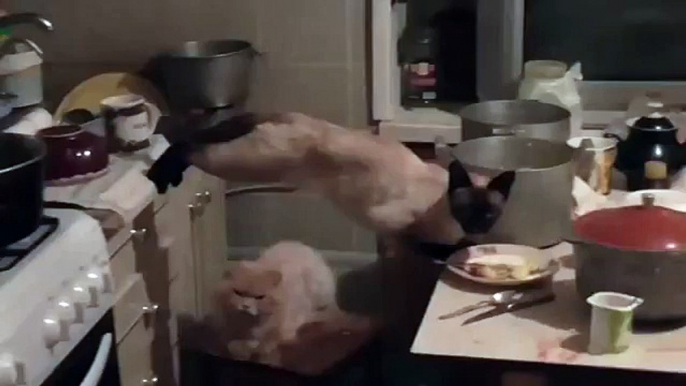 Funny Cats Videos   Cute Kittens Compilation 2015   Ultimate Cat Vines Compilation 2015