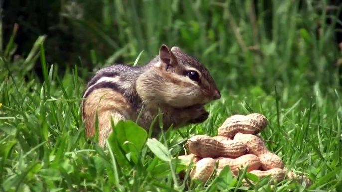 Chipmunks Eating Peanuts