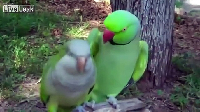 Sexual harrassment, parrot style