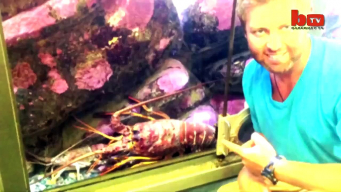 Giant Lobster: Biologist Discovers 70-Year-Old Crustacean!! (A Happy Ending.)