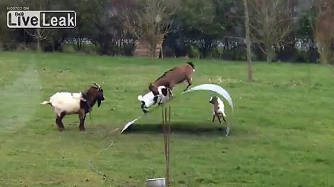 Playful goats havin fun