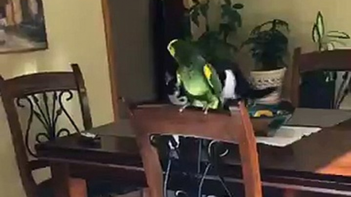 Real Life Sylvester and Tweety Play Fight