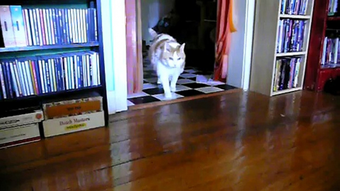 Ozzy the Cat says Hello