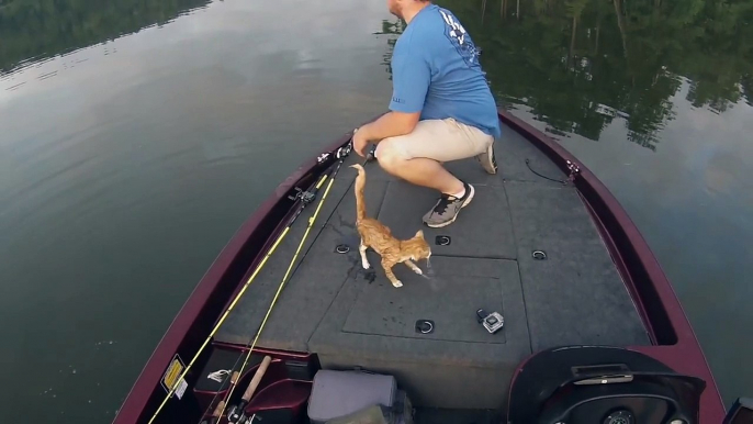 Des chatons abandonnés sauvés par deux pêcheurs dans une rivière