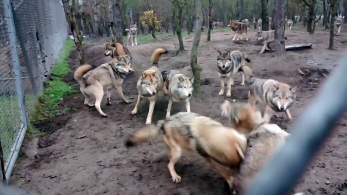 Une meute de loups s'attaque au chef de meute, le loup omega - Violent!