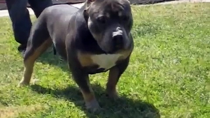 XL Tri-Color Bully Pit - Extreme Tricolor Pitbull Bullies - CAVEMAN at 1.5 years