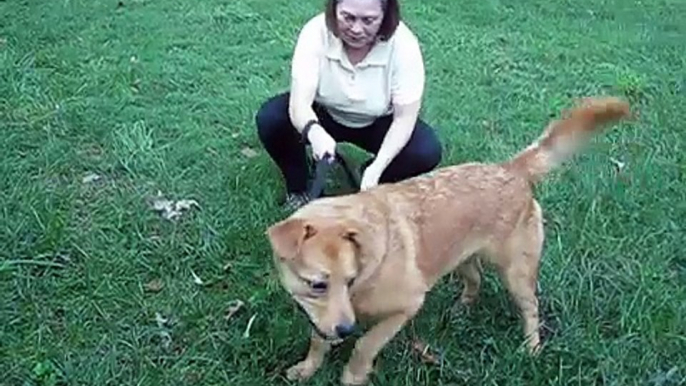Goldie Happy Dog Rescue
