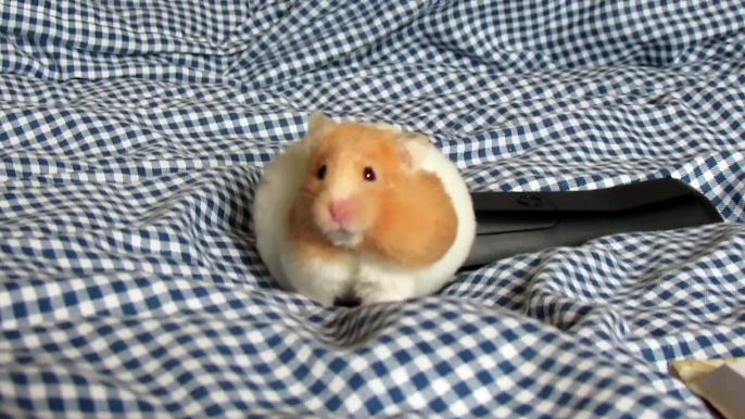Syrian Hamster - Pickle