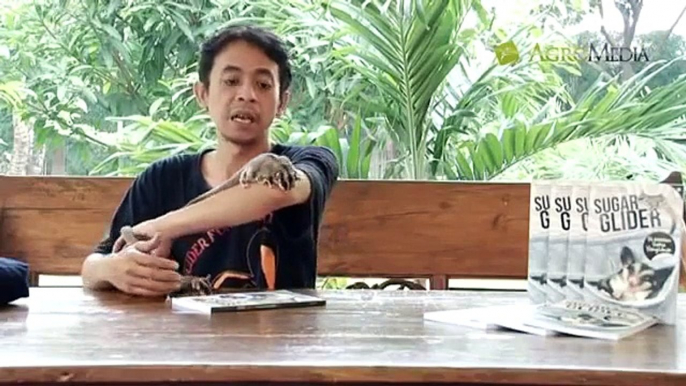 Sugar Glider: Si Hewan Saku yang Unik