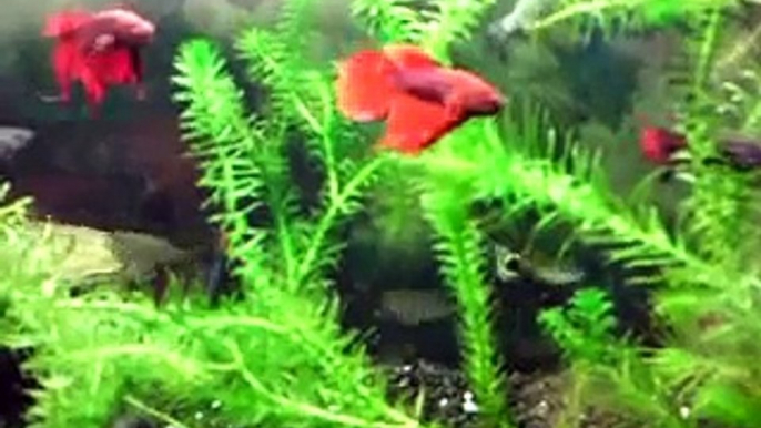 Betta Fish Fighting to (Groove Cutter) "My Shooter" (Long Edit)