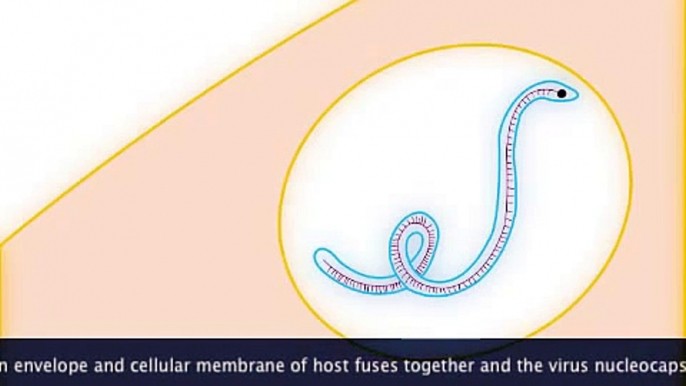 Ebola Replication