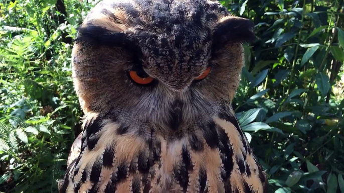 Poking the eagle-owl with finger