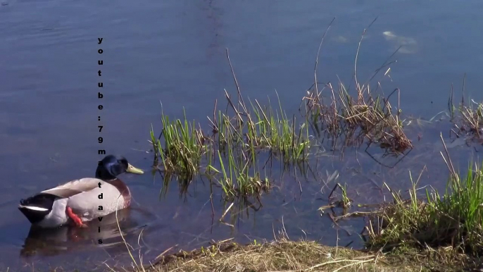 Mallards Outside & Swimmiing On May 25, 2014