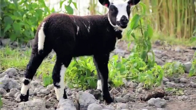 Cute Adorable Lambs! Mary Had a Little Lamb | Nursery Rhymes | Childrens Songs