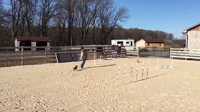 Pennsylvanian Dachshund Tests His Agility