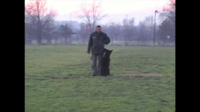 Addestramento Pastore Tedesco nero MIG DEL CALATINO Istruttore Giuseppe D'Urbino.