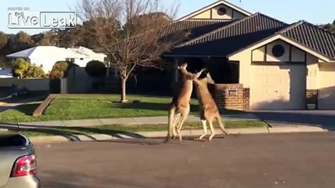 Kangaroos being Kangaroos