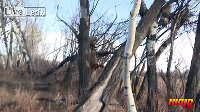 Coyote Tackles Hunter Head-on