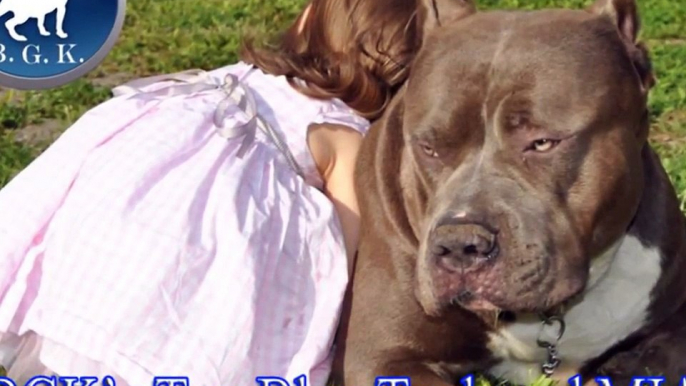Dangerous XL Bully Pitbull Viciously attacks Landlord and Child and gets killed: Big Gemini Kennels
