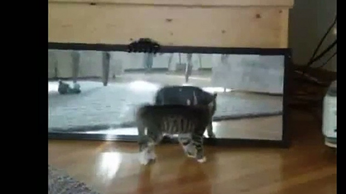 Funny Videos 2014 Funny Cats Video Funny Cat Videos Ever Funny Animals Funny Fails 2014