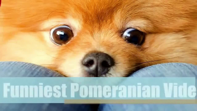 Funny dogs video - Funny Dogs Compilation 2015 - Cute Dogs & Cats - Funny Video