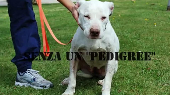 IL LAMENTO NEL CEMENTO -Adotta un cane dal canile!-