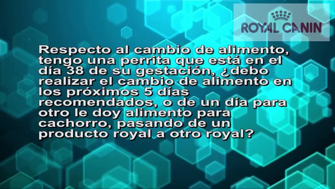 Cambio de comida en la perra gestante