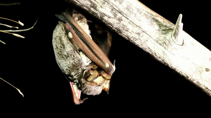 Texas Wild: Hoary Bat