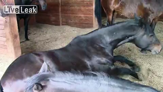 Horses snoring and farting