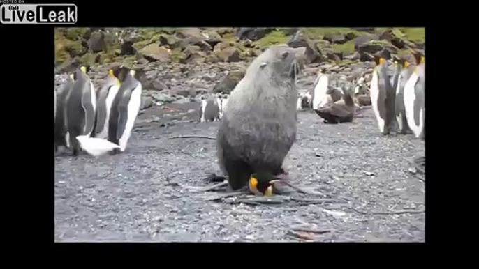 Seal having sex with penguin