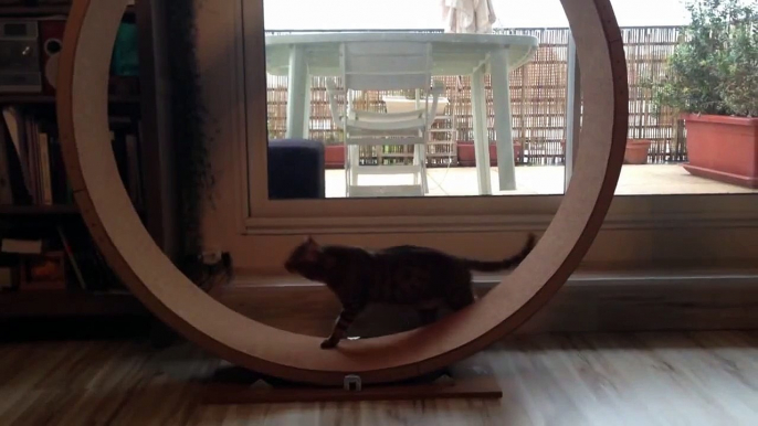 Bengal Cat Loves to Walk on Cat Wheel