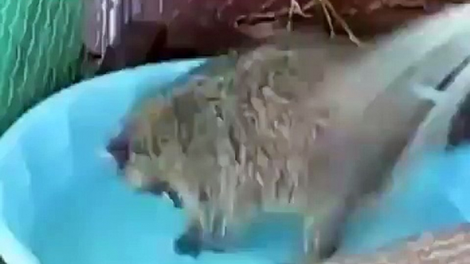 Raccoon bath!