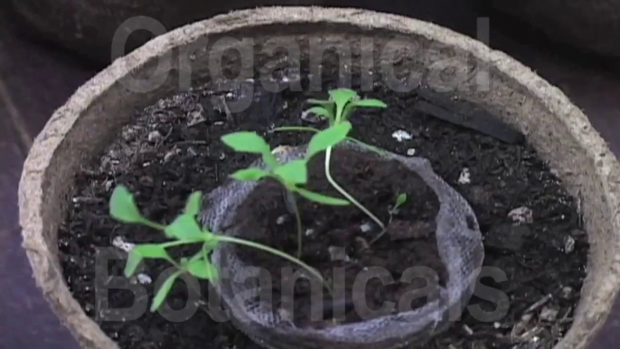 #1 Grow Poppies in 5 Stages - How to: Prep Soil, Plant Seeds, for Germinating Sprouts