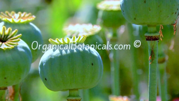 Organical Botanicals - Photogrphy Slideshow of Papaver Somniferum Poppies 2015 w/ Original Music