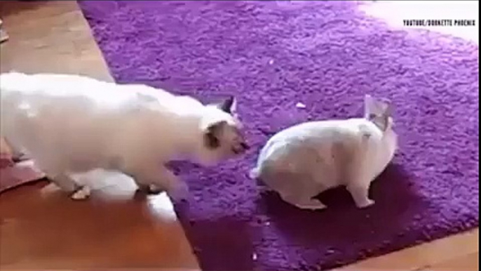 Cats VS Rabbits Amazing