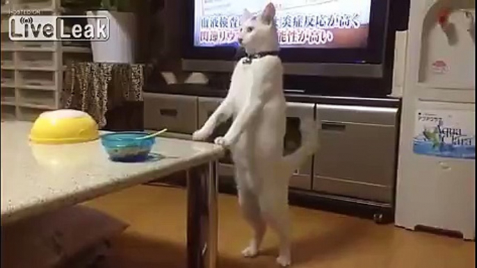 Japanese Cat Walks Backwards On Hind Legs