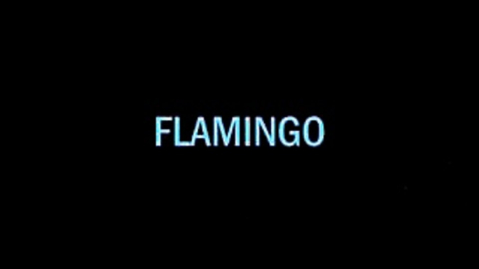 frisbee throw flamingo