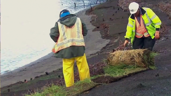 A River Reborn: Restoring Salmon Habitat along the Duwamish River