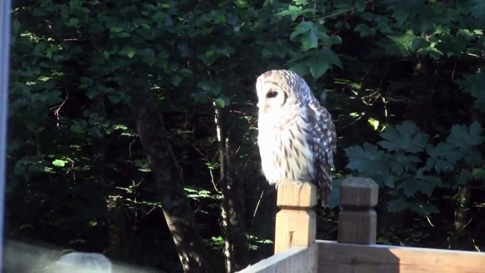 Barred Owl Comes to Visit