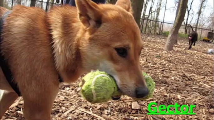 Wolfe's Pond Park Dog Run Shiba Inu Edition