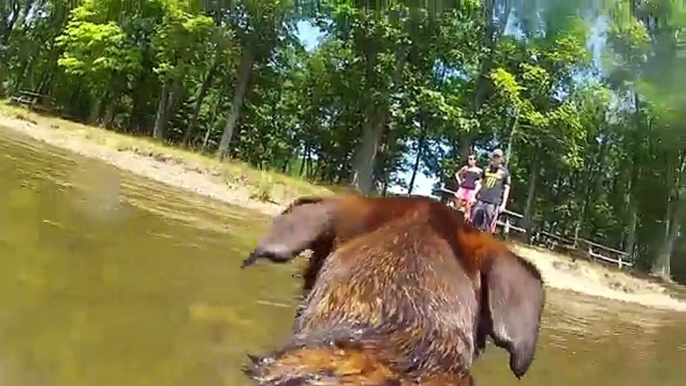 Dog playing fetch in Water with GOPRO