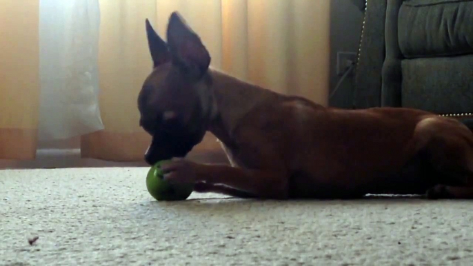 Tiny dog attempts to eat small apple